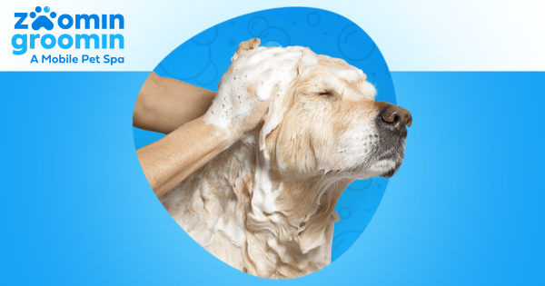 Zoomin Groomin Franchise Grows in Southside Chicago, IL