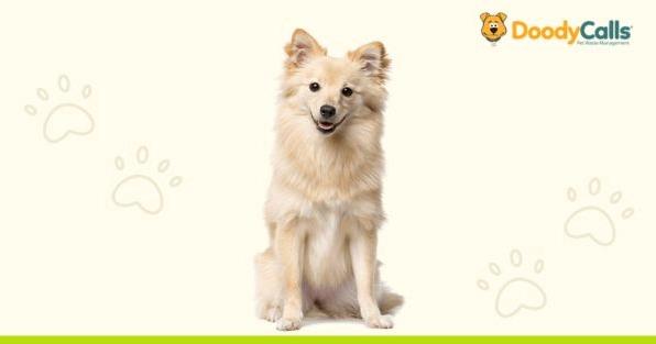 DoodyCalls franchise featuring dog, highlighting pet waste removal services for a new California franchisee